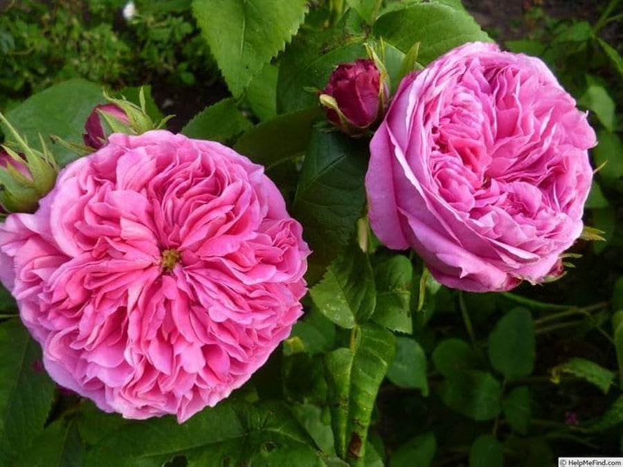 Chinese Rose of Charm Flower Seeds