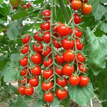 Pepper Seeds (Capsicum annuum) for growers stocking the kitchen garden or indoor pots