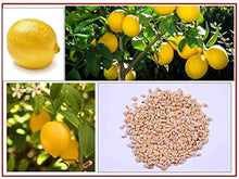 Lemon Tree Plants for a lasting addition to the landscape