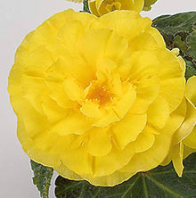 Begonia Tuberous Non Stop yellow flower Seeds for colorful blooms in the continuous blooming pots
