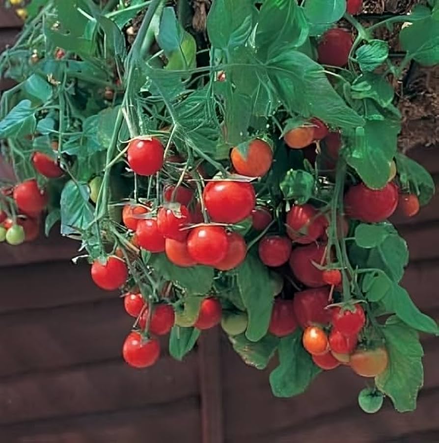 Tumbling - Tom for planting in home garden
