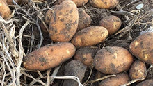 Potato Seeds (Solanum tuberosum) for growers stocking the Vegetable Patch