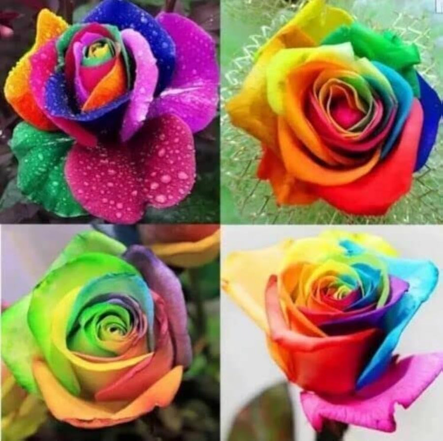 Rainbow Rose Rosa hybrida multicolored flower seeds for backyard gardening and borders - for planting in home garden