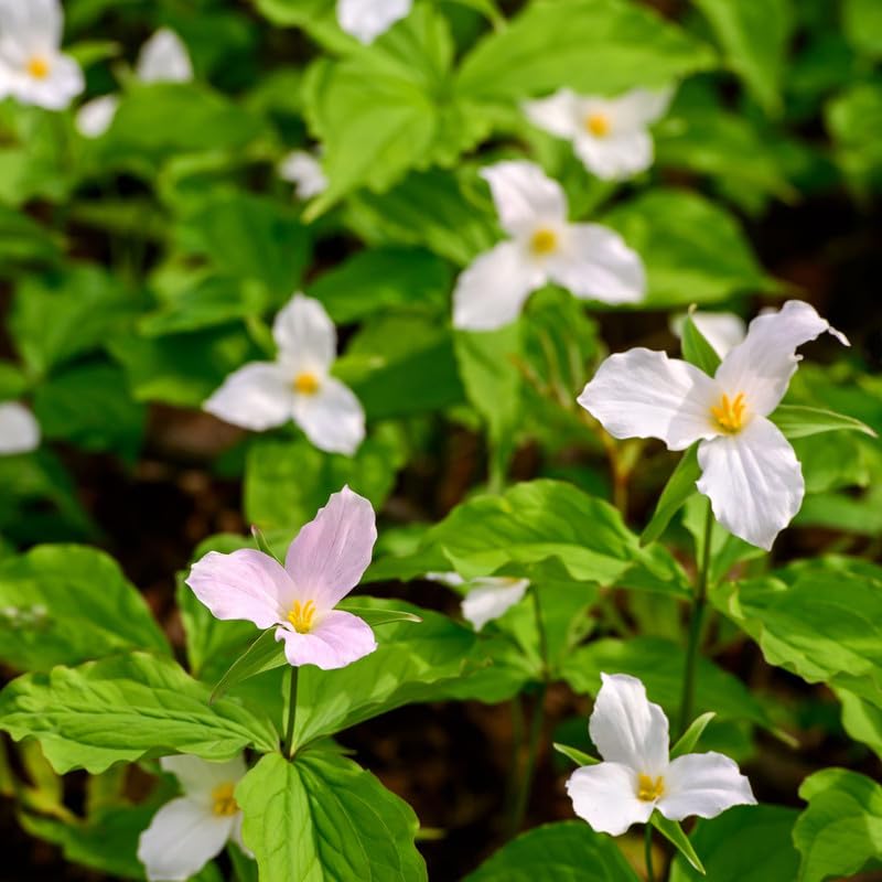 Trillium Flowering Plant Seeds