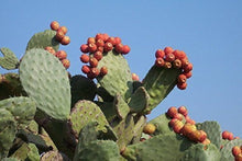 Prickly Pear Cactus Seeds (Opuntia spp.) for sweet homegrown fruit in the Dry Gardens