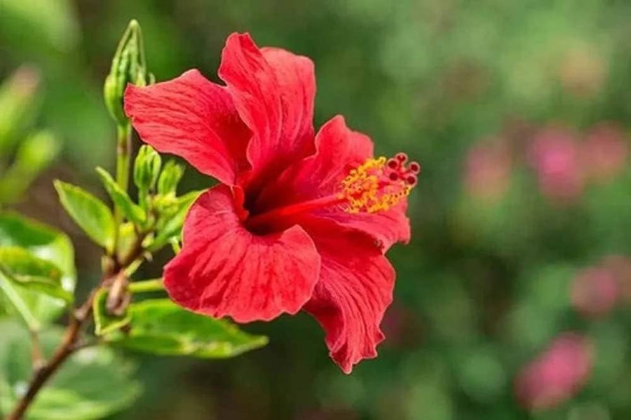 Kenaf Hibiscus Red Flower Seeds
