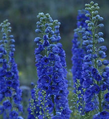 Giant Delphinium Delphinium Elatum Seeds for a lasting display in the Flower Cottage Garden