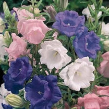Campanula Canterbury Bell Double Seeds (Tasse und) for growers seeking a long-blooming display