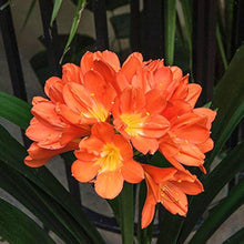 Klivia Seeds (Clivia miniata) for a bright addition to the Indoor Pots