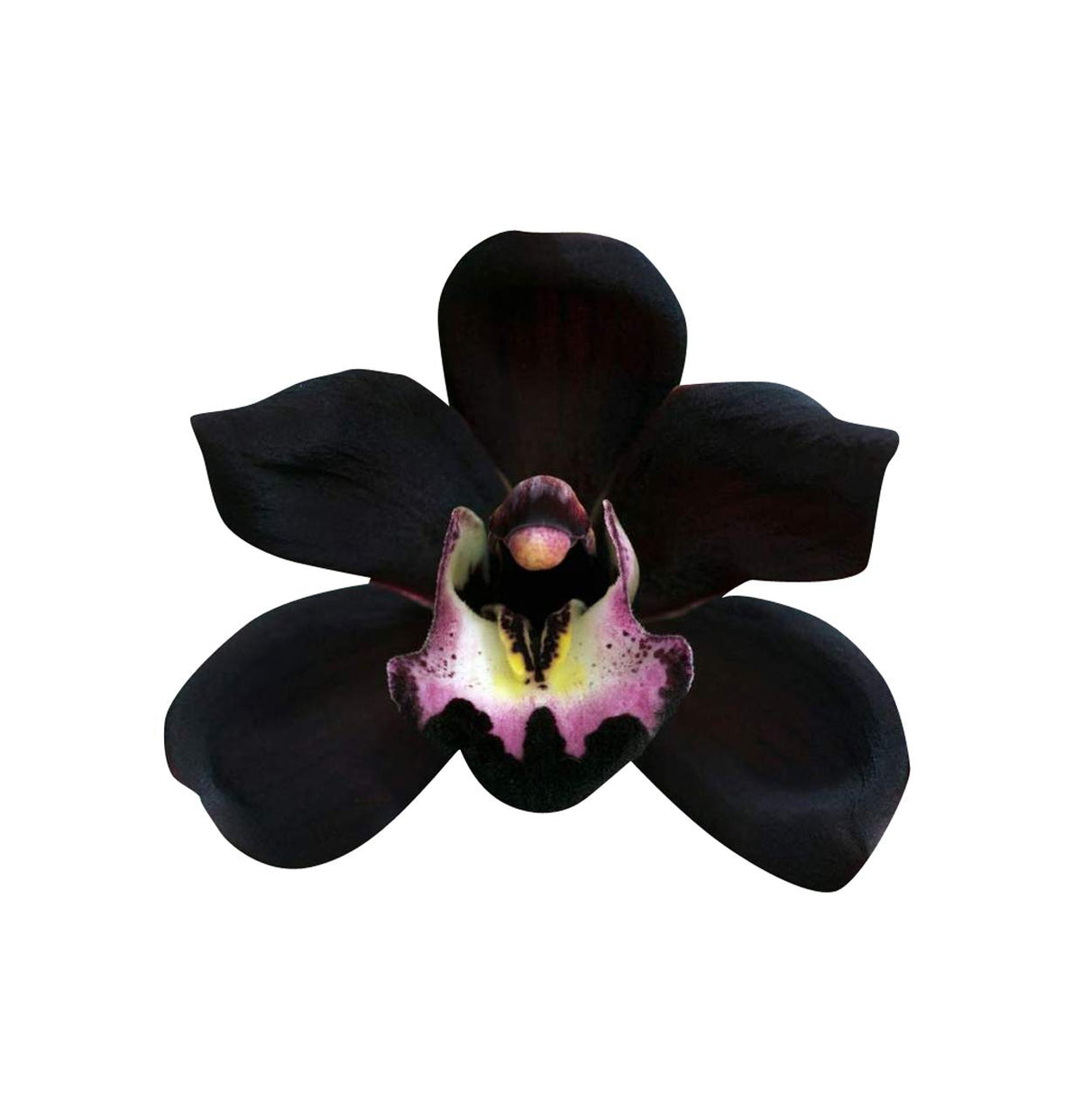 Orchid Cymbidium Faberi Unique Black Seeds known for indoor Decorative Bonsai Displays