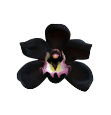 Orchid Cymbidium Faberi Unique Black Seeds known for indoor Decorative Bonsai Displays