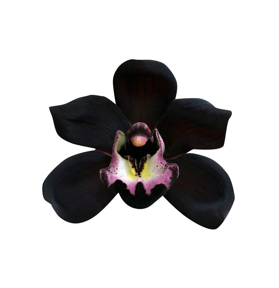 Orchid Cymbidium Faberi Unique Black Seeds known for indoor Decorative Bonsai Displays