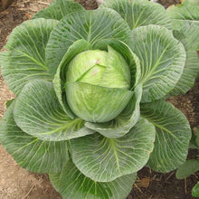 Cabbage Seeds (Brassica oleracea) for productive rows in the home garden flower bed