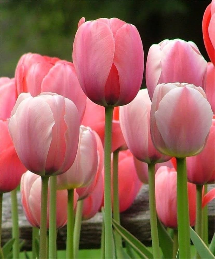 Double Tulip Flower Seeds for bold, stunning garden blooms