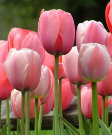 Double Tulip Flower Seeds for bold, stunning garden blooms