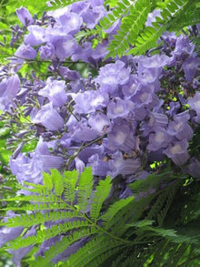 Jacaranda Rosewood Tree Blue Flowering Tree Seeds for long-term planting in the yard