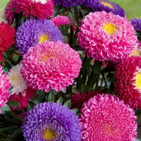 Aster Callistephus Chinensis Powder Puff Mix Flower Seeds for Planting – 30 Pcs for Garden Beds and Pollinator Gardens