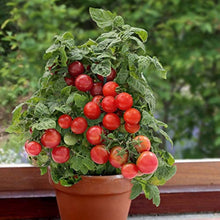 Tomato Seeds (Solanum lycopersicum) for productive rows in the balcony containers or kitchen gardens