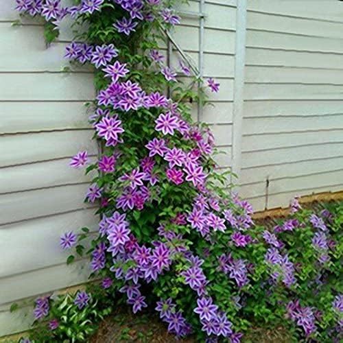Clematis Small Green Climbing Plant Seeds â€“ Compact Vine with Delicate Flowers