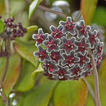 Hoya Carnosa Seeds for a colorful addition to any planting