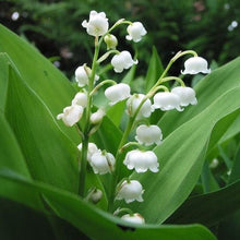 Lily of the Valley Seeds (Convallaria majalis) for growers filling out the Shade Garden