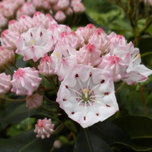 Kalmia Latifolia Mountain Laurel Seeds for a lasting display in the Woodland Shade Areas