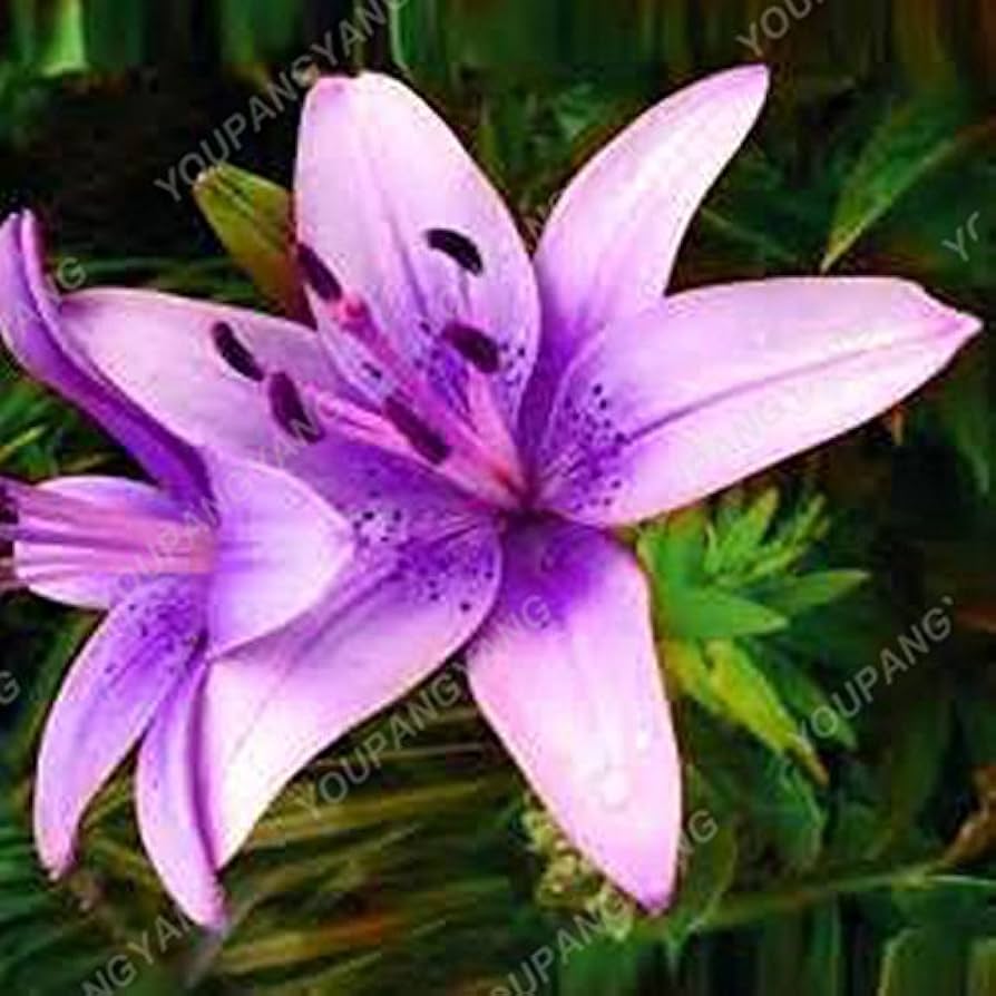 Dahlia Mixed Perennial Flower - for planting in home garden