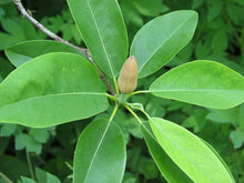 Sweetbay Magnolia Tree for planting