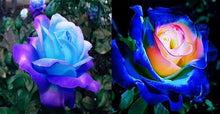 Rare black rose bonsai flower seeds
