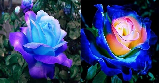 Rare black rose bonsai flower seeds