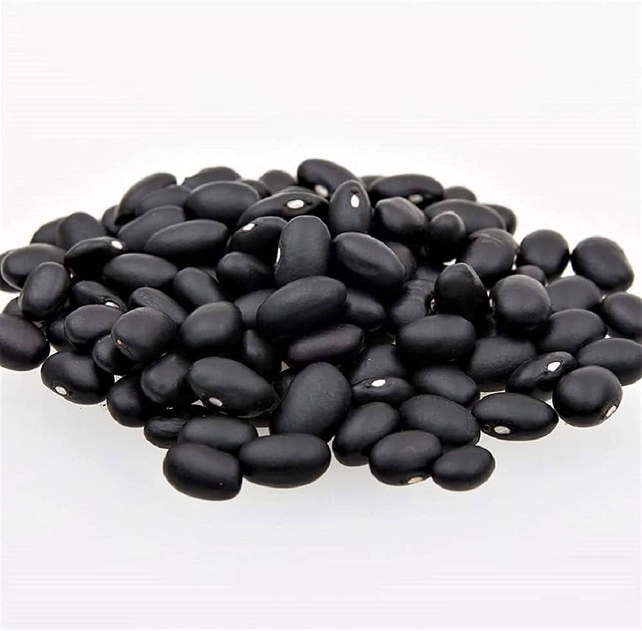 Black Turtle Pole Bean (Phaseolus vulgaris) for planting in home garden