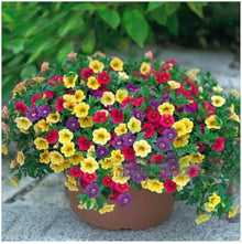 Light Green Petunia Seeds for a lasting addition to the Color Options, Bonsai, Balcony Garden