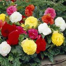 Begonia Seeds (Begonia spp.) for colorful blooms in the Flower Bed & Home Garden