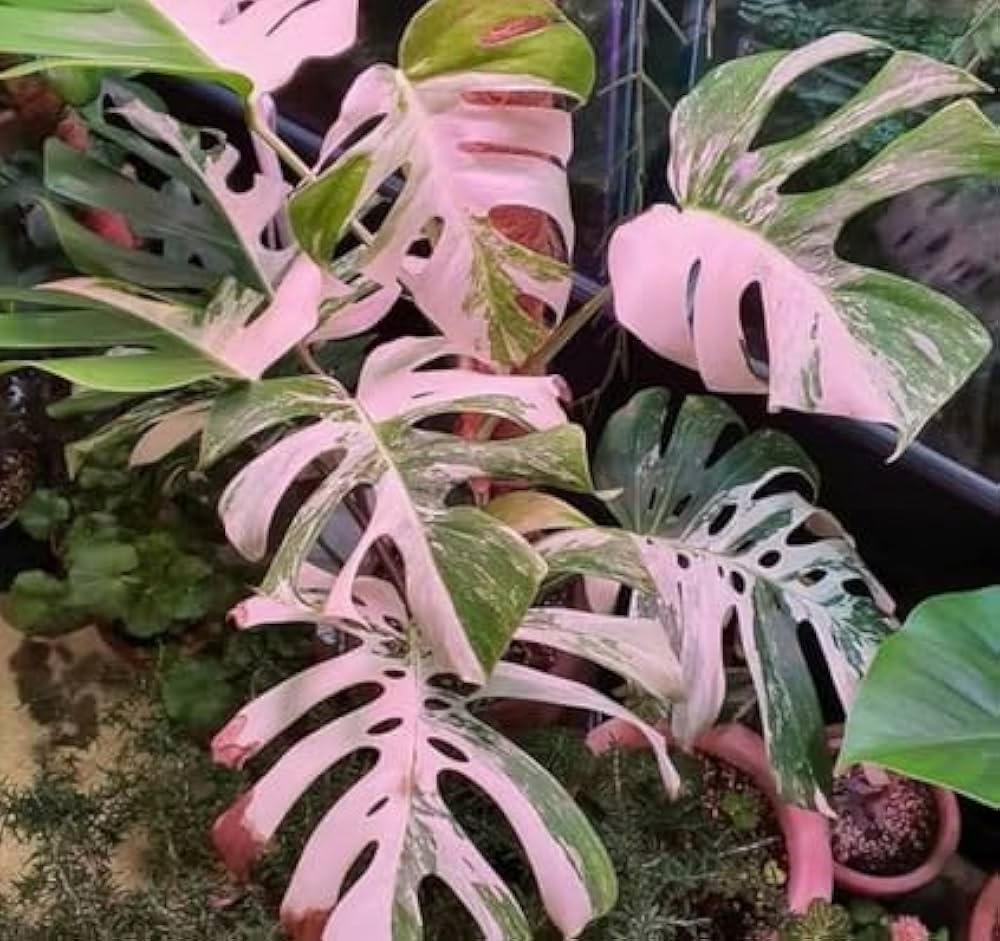 Philodendron Seeds (Philodendron hederaceum) for seasonal color across the vertical garden and indoor pots