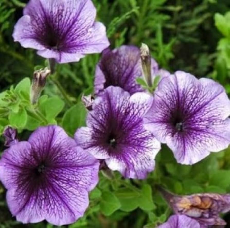 Petunia Petunia Hybrida Violet Flower Seeds for Planting – Suitable for Decorative Containers and Seasonal Gardens
