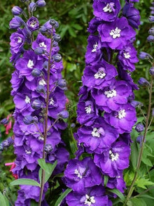 Magic Fountains Cherry Blossom Delphinium – White Bee Blooms Seeds for growers wanting a homegrown harvest
