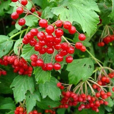 Cranberry for planting in vegetable patch