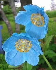 Himalayan Poppy Blue Color Seeds known for exotic Blooms