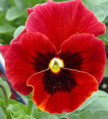 Viola Sorbet Yellow Frost flower Seeds for seasonal color across the borders