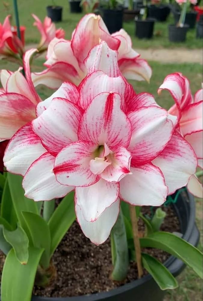 Amaryllis  Hippeastrum spp.  flowering bulb for outdoor planting