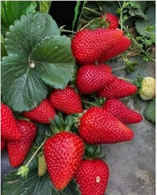 Mini Strawberry Rare Small Child Potted Seeds for growers wanting a homegrown harvest