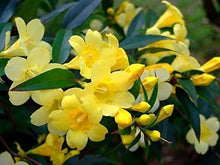 Gelsemium Seeds (Gelsemium sempervirens) for growers filling out the Flower Urban Garden