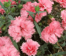 Carnation Dianthus Caryophyllus Pink Seeds for a bright addition to the flower bed yard