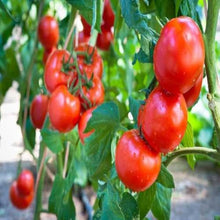 Beefsteak Tomato Seeds (Solanum lycopersicum) for a reliable harvest in the vegetable patch yard