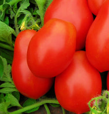 Roma VF Paste Tomato Seeds prized among growers for thick Sauces & Canning