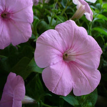 Pelleted Appleblossom Dreams Petunia Seeds for a colorful addition to any planting