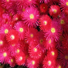 Ice Plant Delosperma Cooperi Bright Red Seeds for colorful blooms in the Sunny Garden Spaces