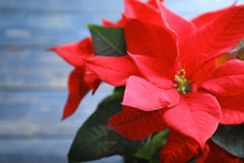 Poinsettia Red Euphorbia Pulcherrima Seeds for growers seeking a long-blooming display
