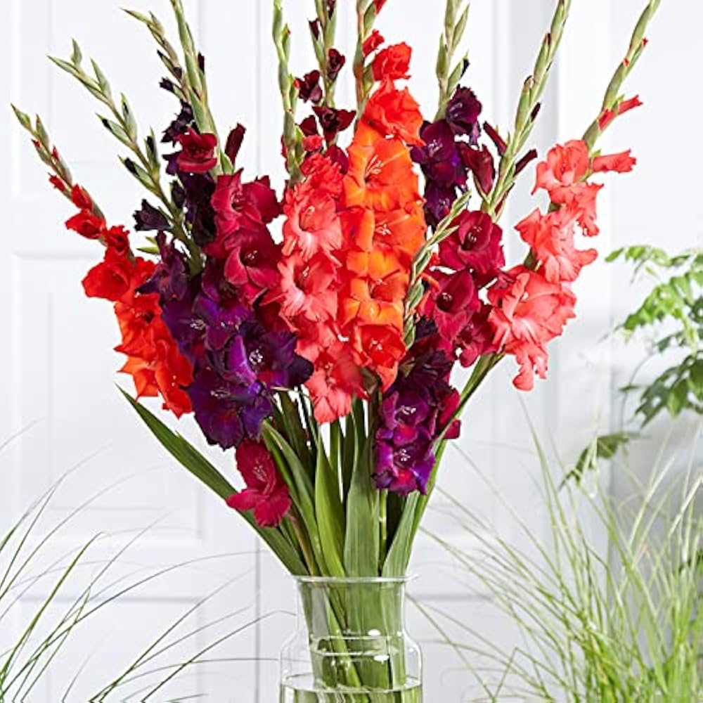 Gladiolus Flower Mix Seeds