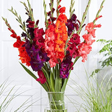 Gladiolus Flower Mix Seeds